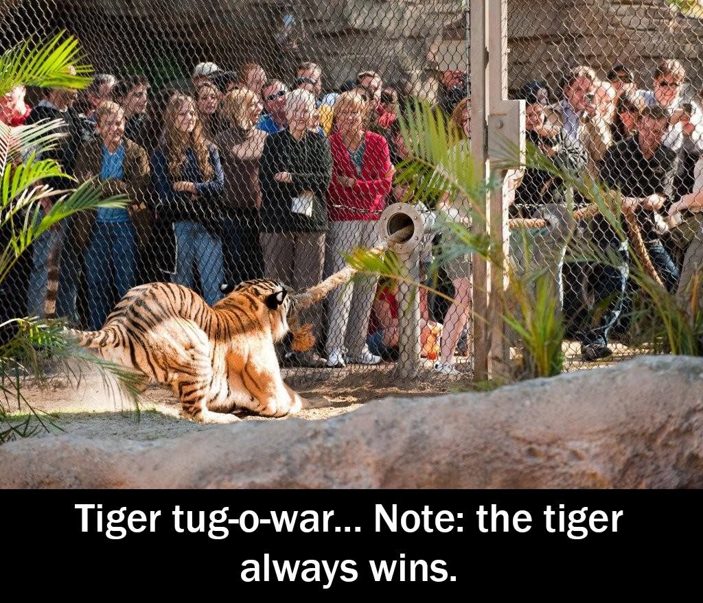 Potezanje užeta s tigrom - pogodi tko uvijek pobjeđuje