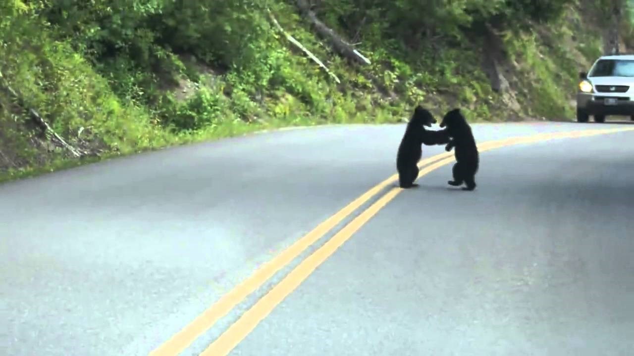 VIDEO: Ugledao je nešto na putu, a kada je zaustavio motor nije mogao vjerovati svojim očima