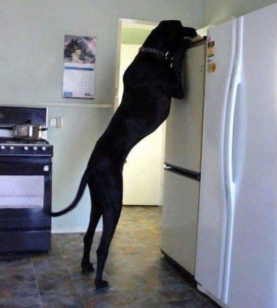 Frka sa psima-slonovima: Sakriješ na plafon, on nađe