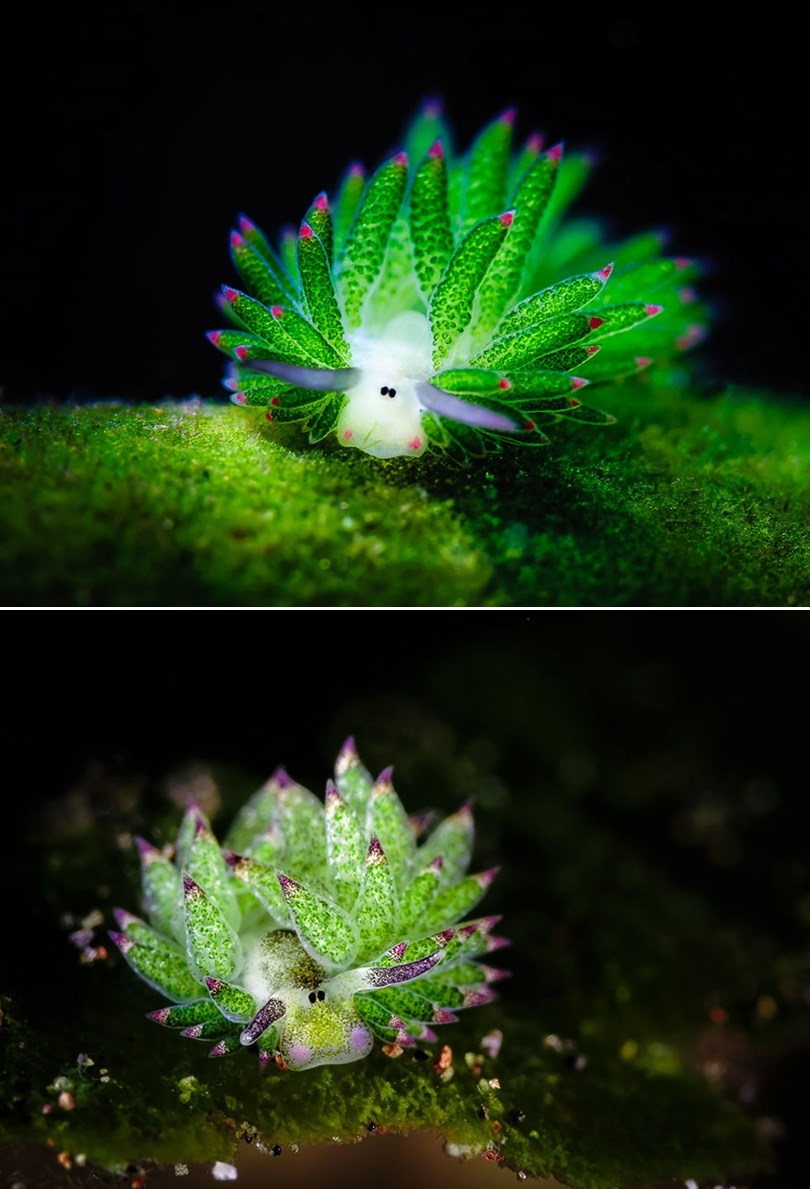 GALERIJA: Solarni puž!