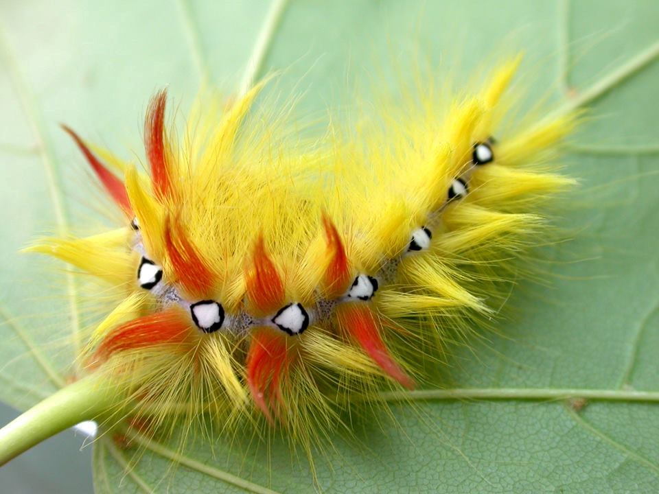 Gusjenica "punkerica" pokazala novu frizuru