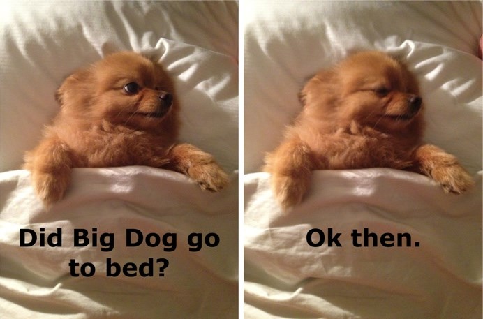 Vrijeme za pavanje, ali Veliki pas mora prvi!