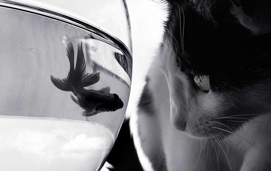 Njaa njaa, glupa mačko, ne znaš plivat, ne možeš mi ništa!