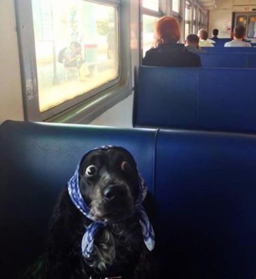 Pas se prerušio u kumicu s placa i šverca se vlakom