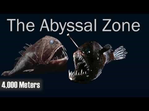 Ova sjajna animacija pokazuje kolika je zapravo dubina oceana i to će vas ostaviti bez teksta