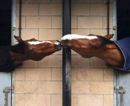 Pravu ljubav ni zid ne zaustavlja!