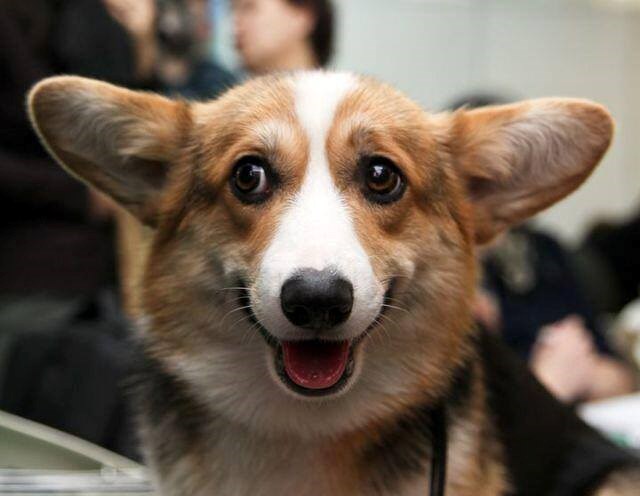 Korgići - kako ih ne voljeti?