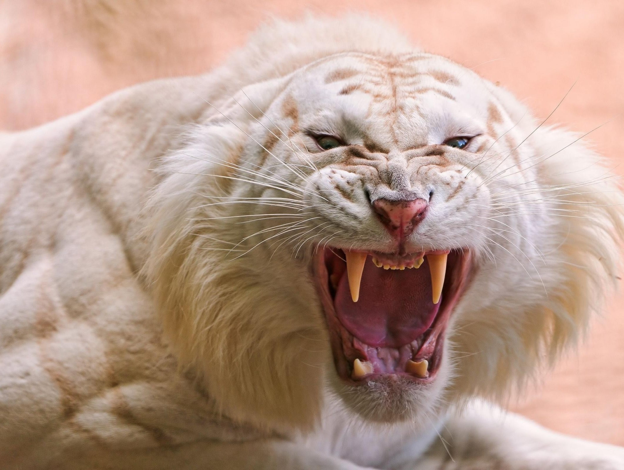 Mica maca bi se igrala, pokušaj preživjeti