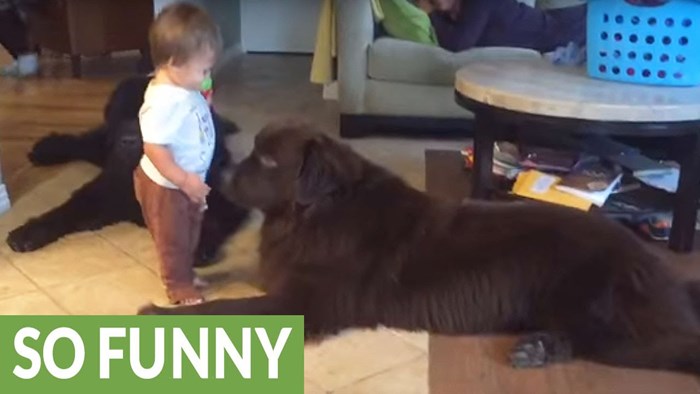 VIDEO Dječačić je htio poljubiti psa, no ono što je dobio puno je više od očekivanog!