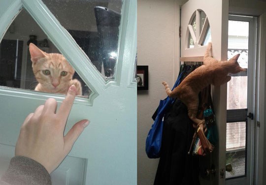 Maca ima specijalnu tehniku pozdravljanja gazde