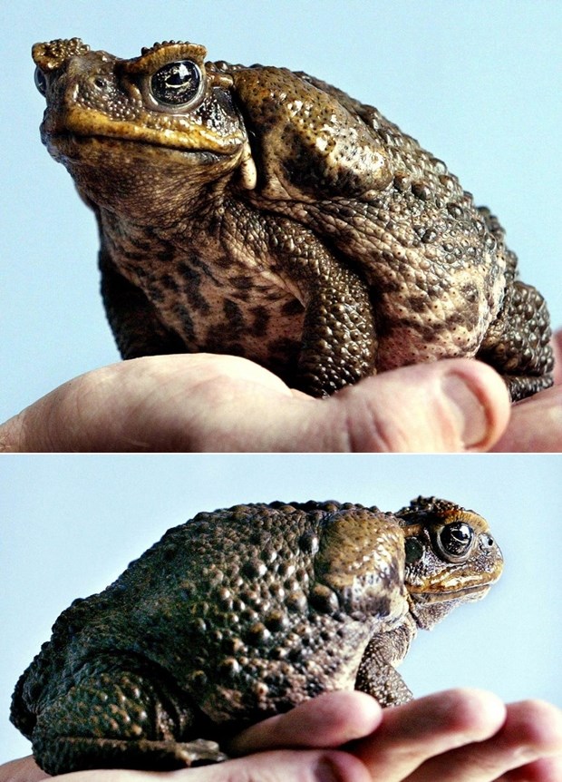 Ovog žabljeg "ljepotana" nemojte ljubiti - otrovan je