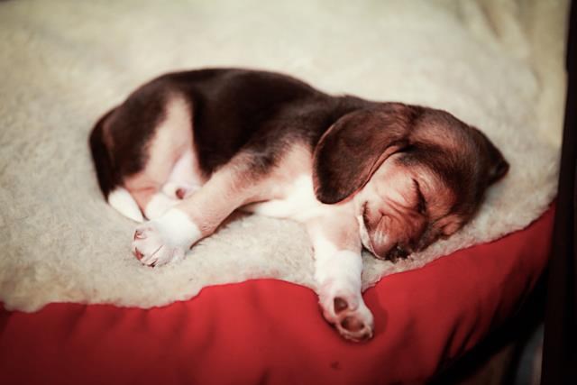 Majušni biglić obavlja jutarnje rastezanje nakon spavanca