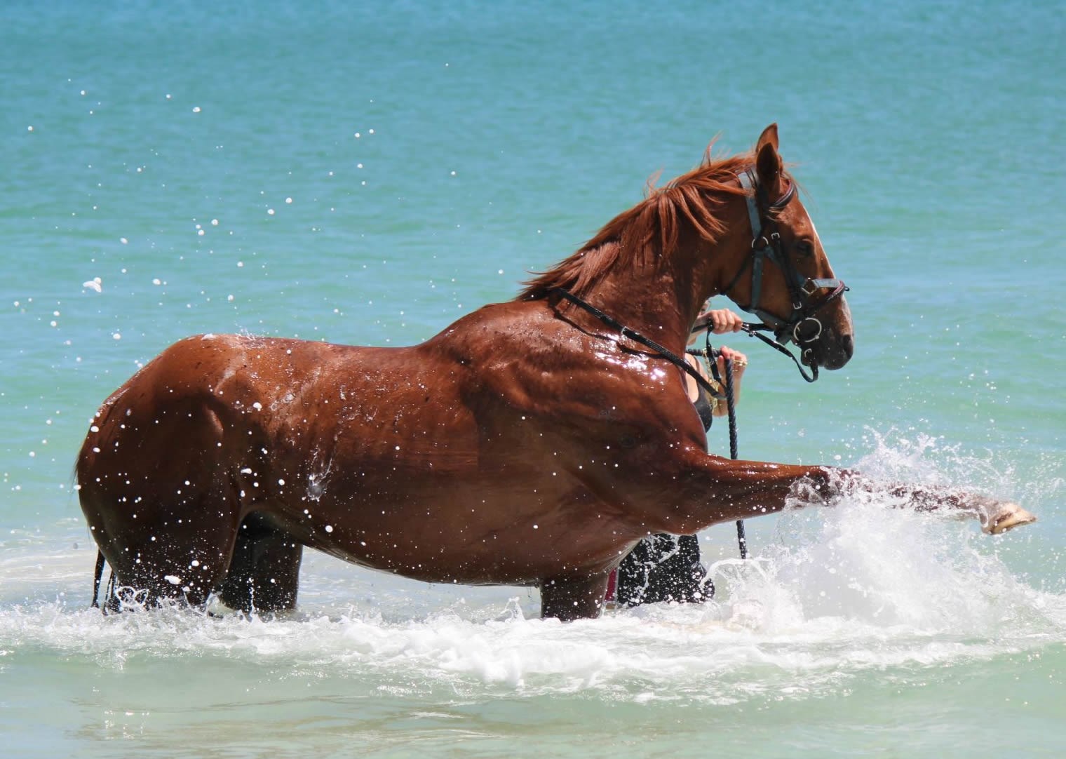 Veličanstveni konj se zaigrao u moru