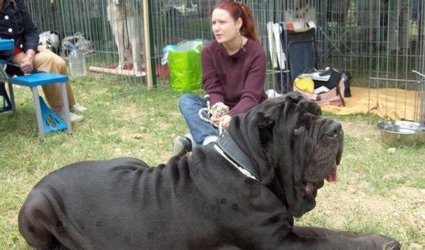 Pas duplo veći od gazdarice