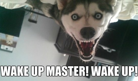 Kako je imati haskija za ljubimca?