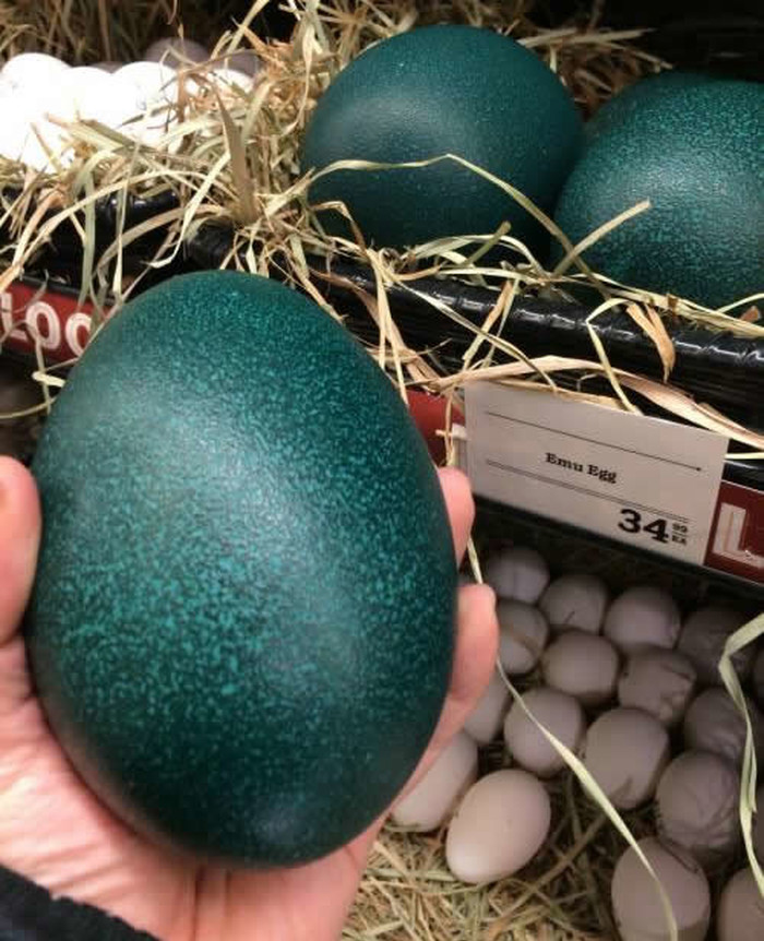 Emu nese "uskršnja" jaja?