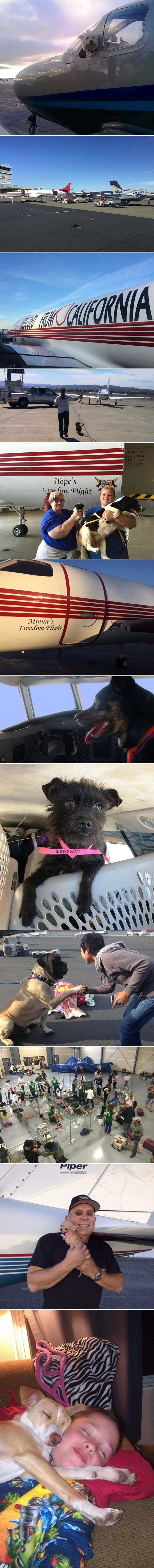 Galerija: Piloti sklopili pakt - ljubimce spašavaju od smrti i prevoze u nove domove!