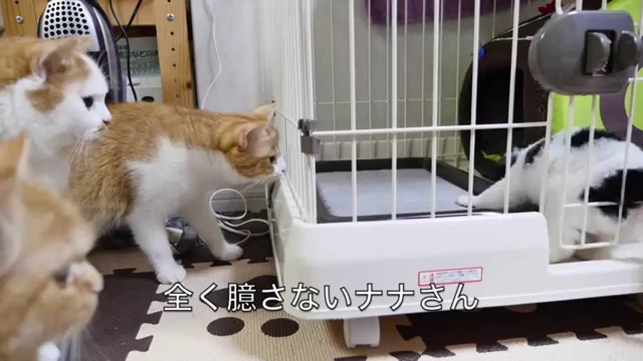 VIDEO: Radoznale mace novog psića stavile na promatranje