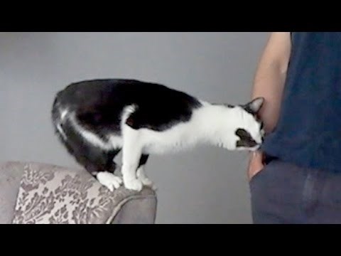 Ova se maca voli maziti više od bilo kojeg psa