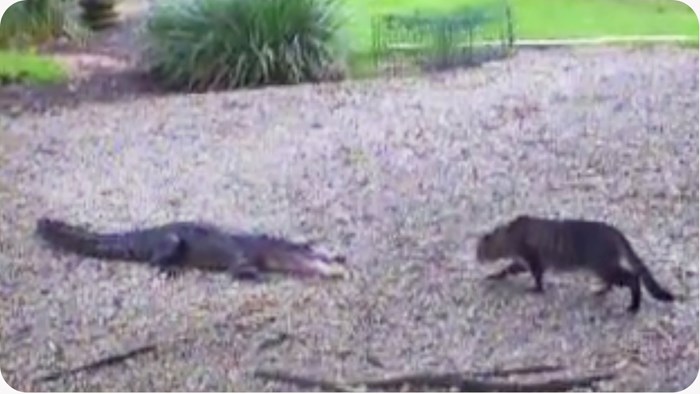 VIDEO Rezultat opasnog bliskog susreta mačke i aligatora iznenadio je turiste!
