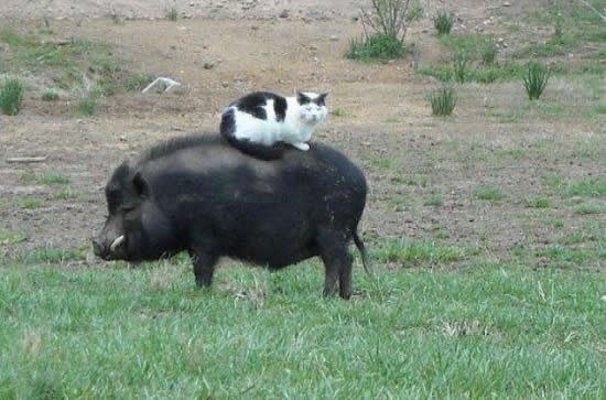 Lav izgubio krunu: Konačni dokaz da je mačka kralj životinja