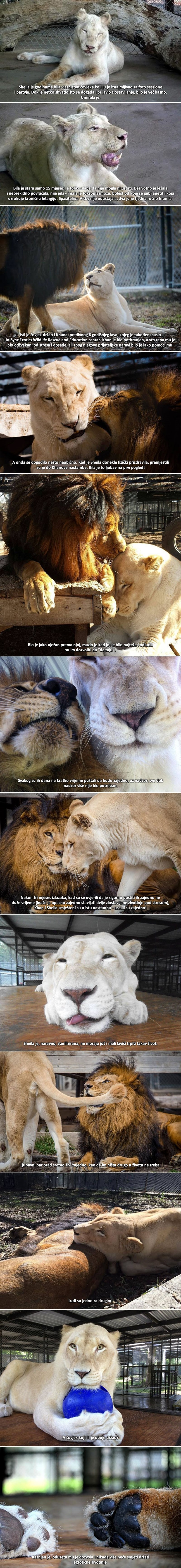 Umiruća lavica izgubila je svaku nadu da će preživjeti, a onda je pronašla ljubav