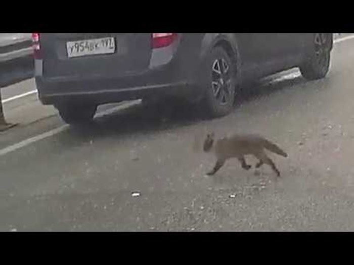 VIDEO Mačka napravila kaos na ruskoj autocesti, preživjela na čudesan način!