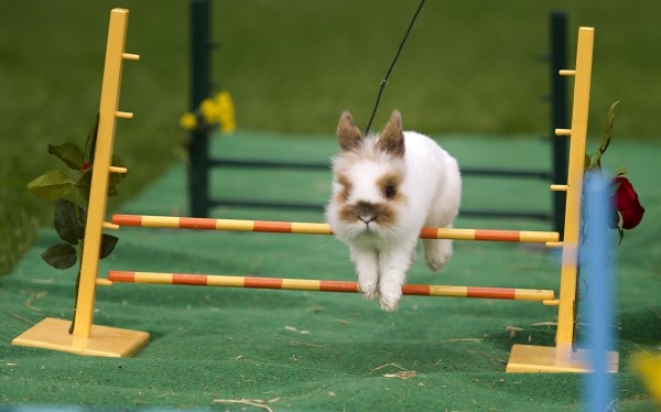 Zeko atletičar na treningu: Utrka s preponama na 400 metara