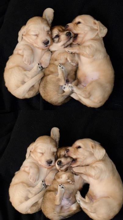 Tri vesela psića prionula grickanju od prvog dana