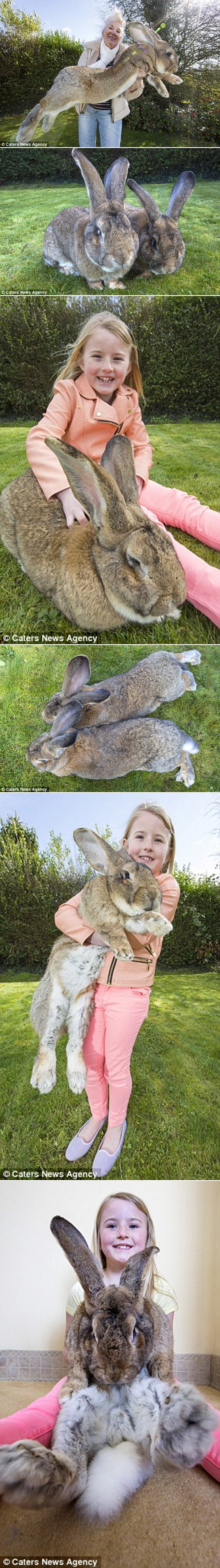 Galerija: Zečja mrcina s 22 kilograma oborio svjetski rekord!