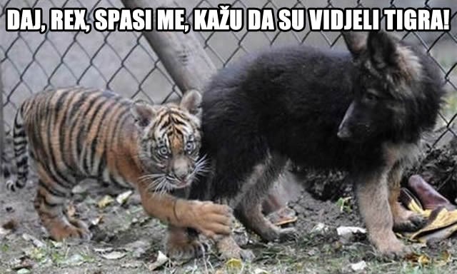 Uplašeni tigrić drhti od straha jer su vidjeli - tigra