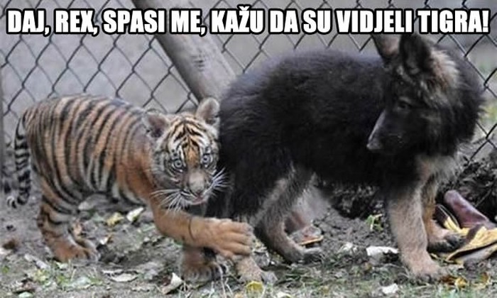 Uplašeni tigrić drhti od straha jer su vidjeli - tigra