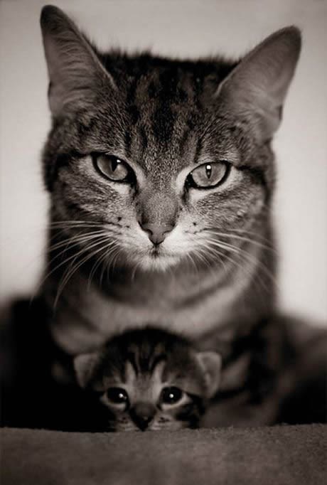 Ostavi se moje ćeri i sina!