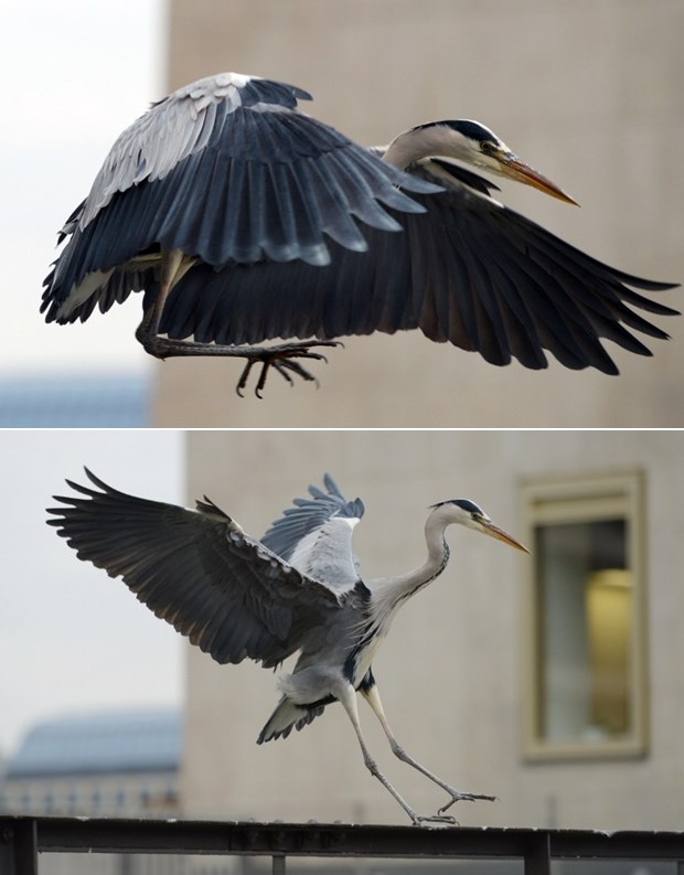 Elegantno prizemljenje jedne čaplje