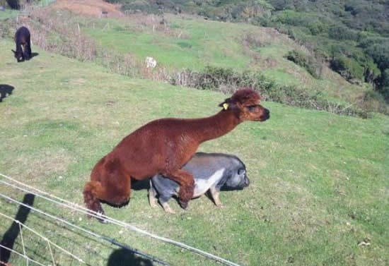 Životinje u posljednje vrijeme jako zbunjene