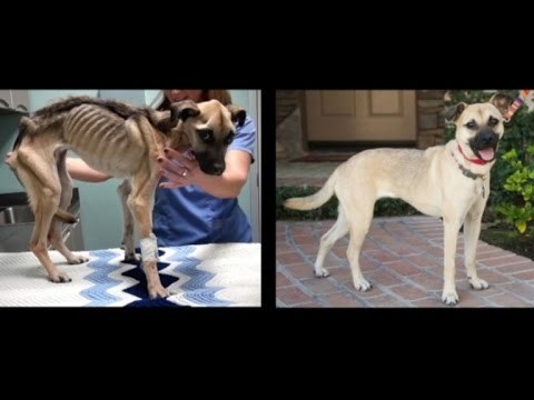 Vlasnici su namjerno ostavili psa da ugine od gladi, no ova ga je žena odlučila spasiti