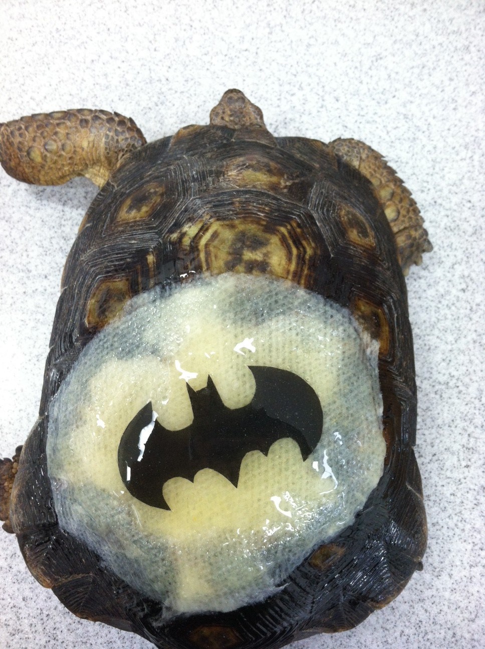 Ozlijeđenoj kornjači popravio oklop i ubacio Batman znak