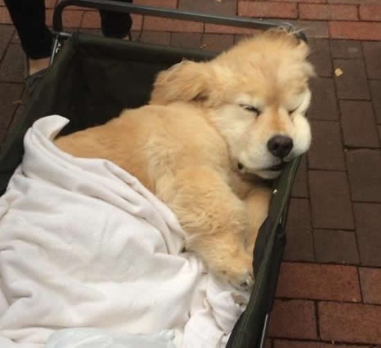 Teško je biti ljubimac..