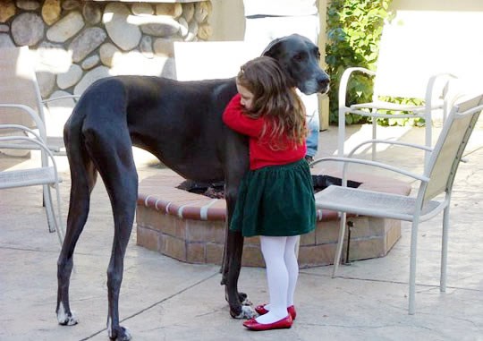 Kad se nemaš s kime igrati, tu je uvijek prijatelj pas