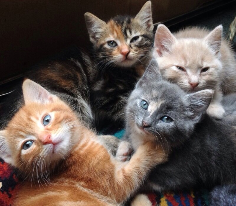 Čupava hrpa slatkica spremna za poziranje