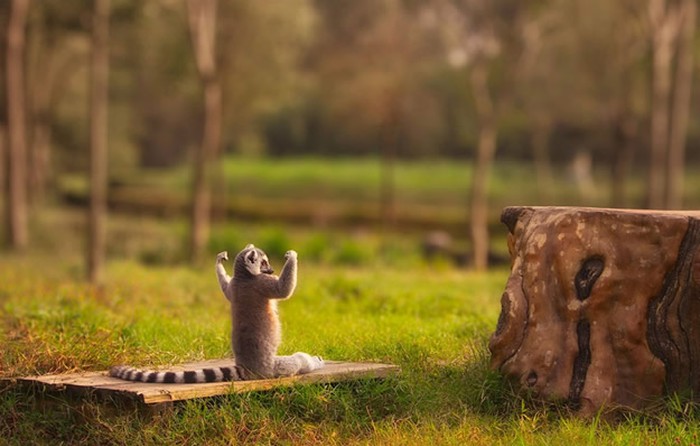 Muževni lemur prijeti panju