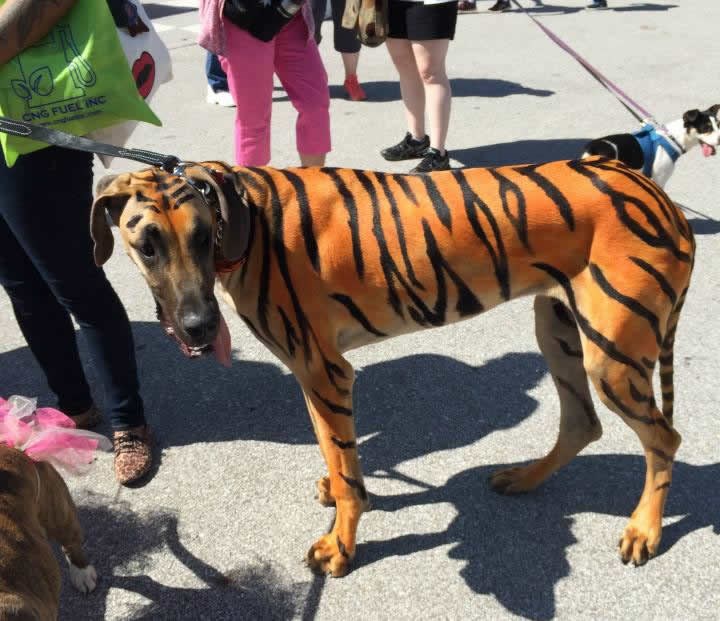 Mama tigrica, tata najhrabriji pas na svijetu