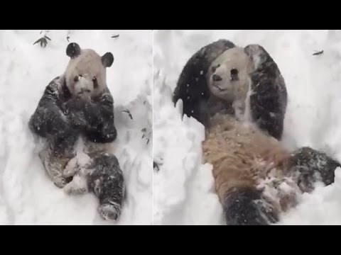 U Americi snježna apokalipsa, a on se veseli kao malo dijete!