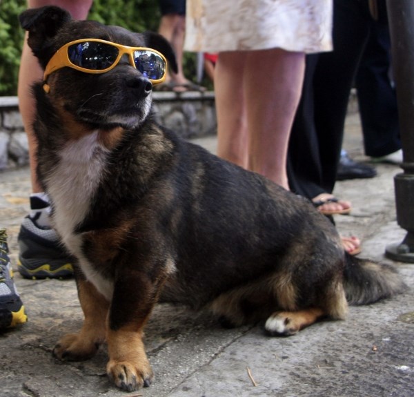 Psić Otto nabio sunčane naočale i glumi pravog frajera