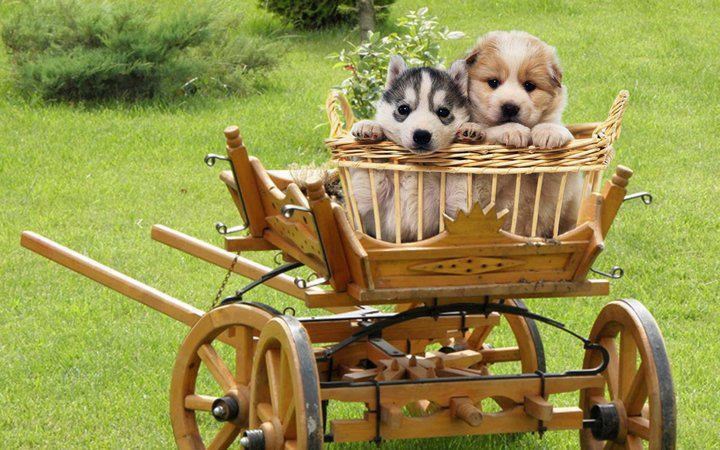 Cura i dečko maštaju o romantičnoj vožnji kočijom