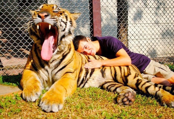 Čuvar pripitomio ogromnog tigra: Velika maca je ipak maza