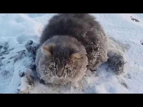 VIDEO Smrznuta mačka je dobila drugu priliku, mladi par ju je spasio od sigurne smrti!