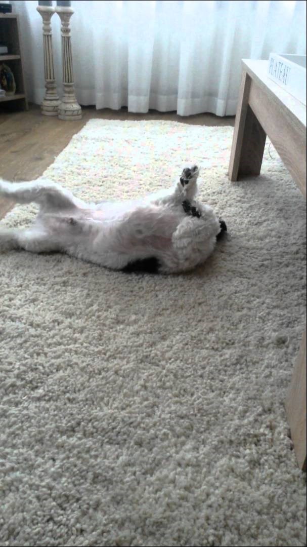 VIDEO: Neobični frendići znaju kako se to radi