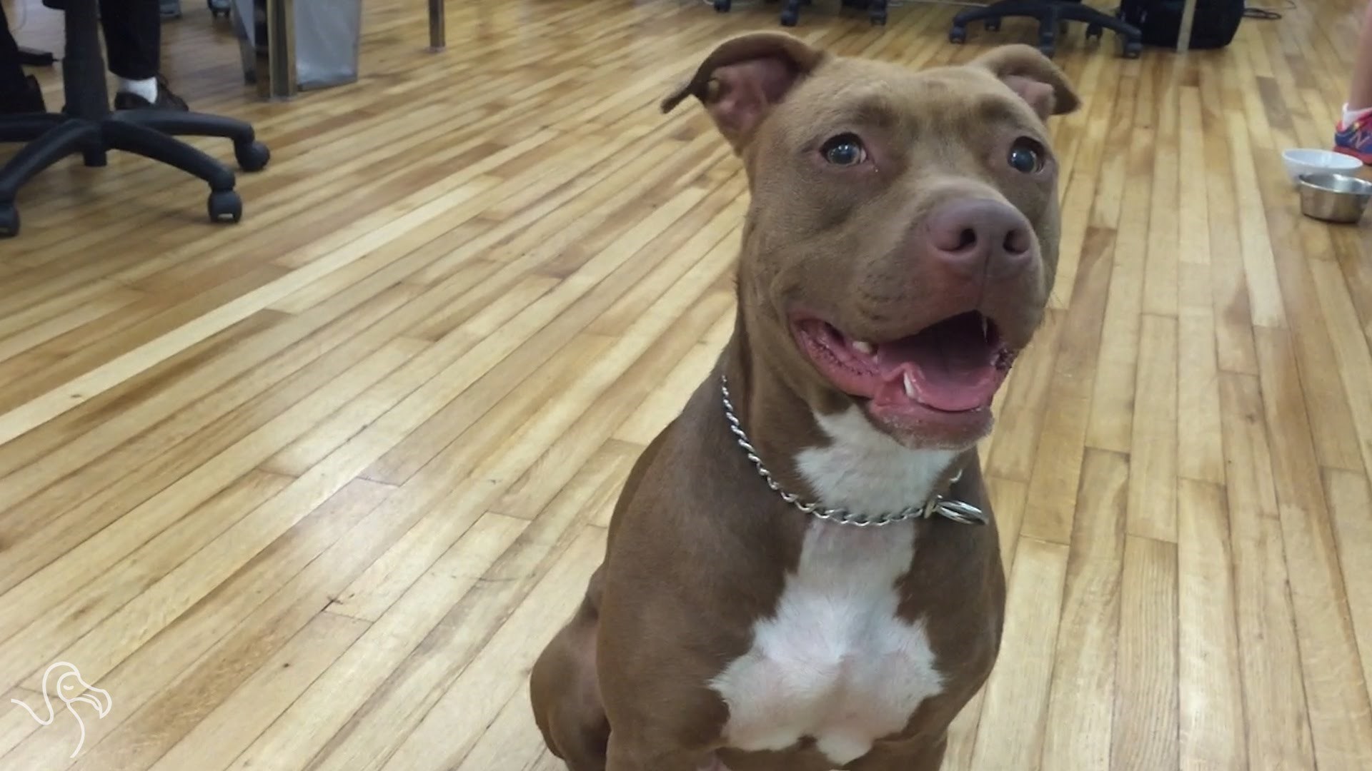 VIDEO: Pet istinitih stvari o pitbull psima