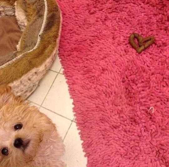 Znaš da te tvoj ljubimac voli kada zatekneš ovo nešto na podu